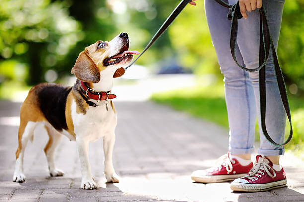 Leash Manners