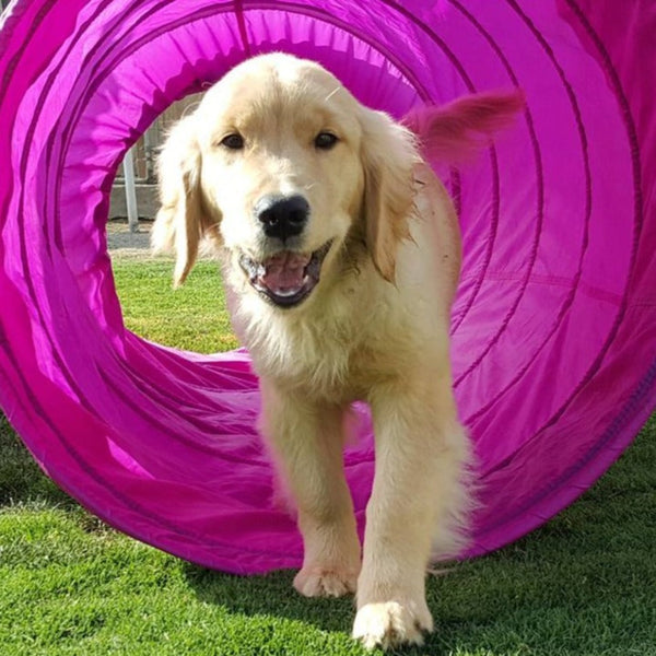 Cape-Able Canines, pet boarding in La Mesa, photo 4 of 5