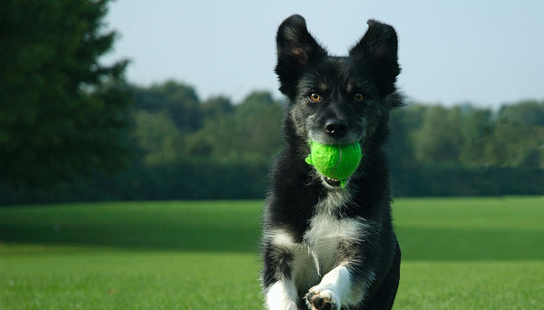 Cape-Able Canines, pet boarding in La Mesa