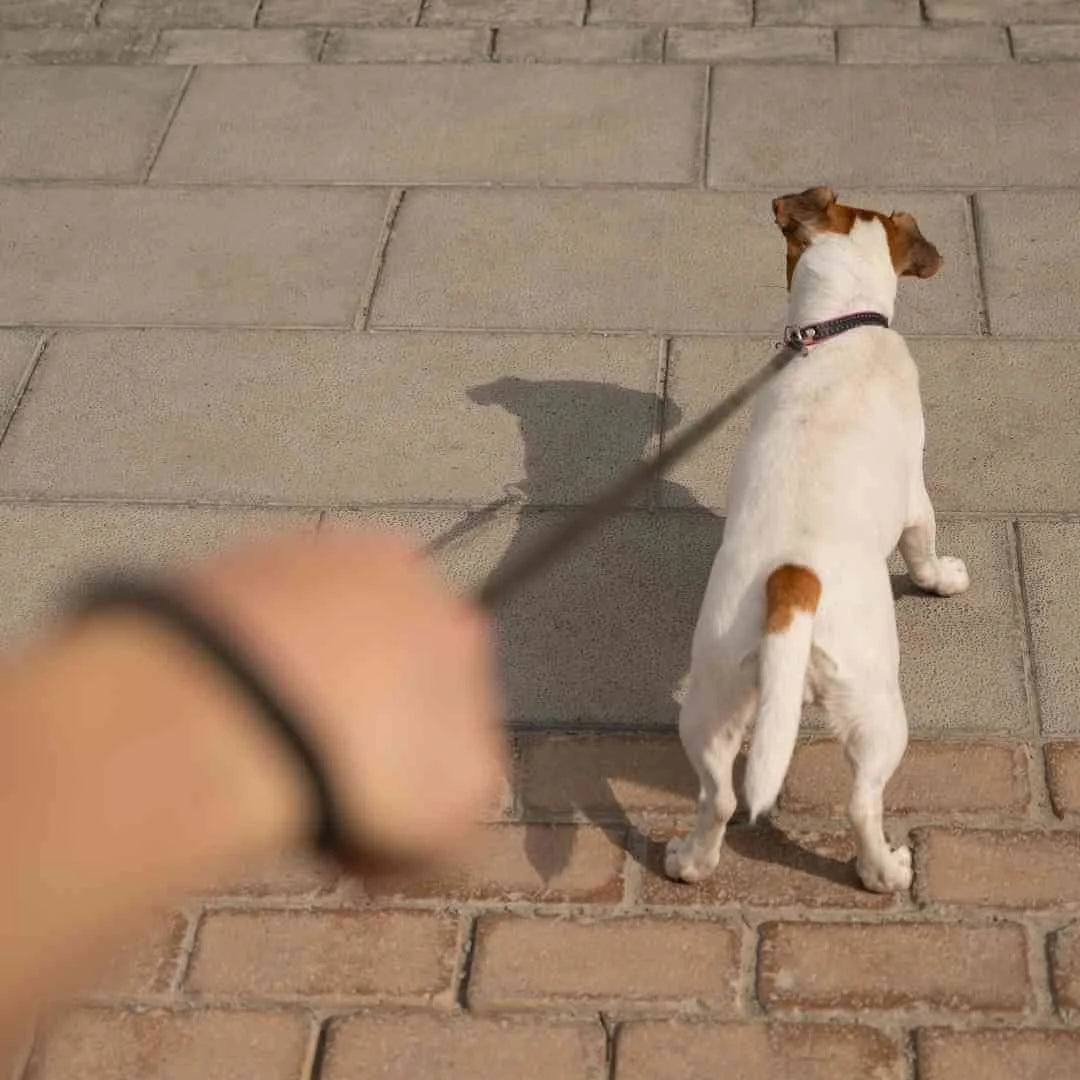 Leash Manners